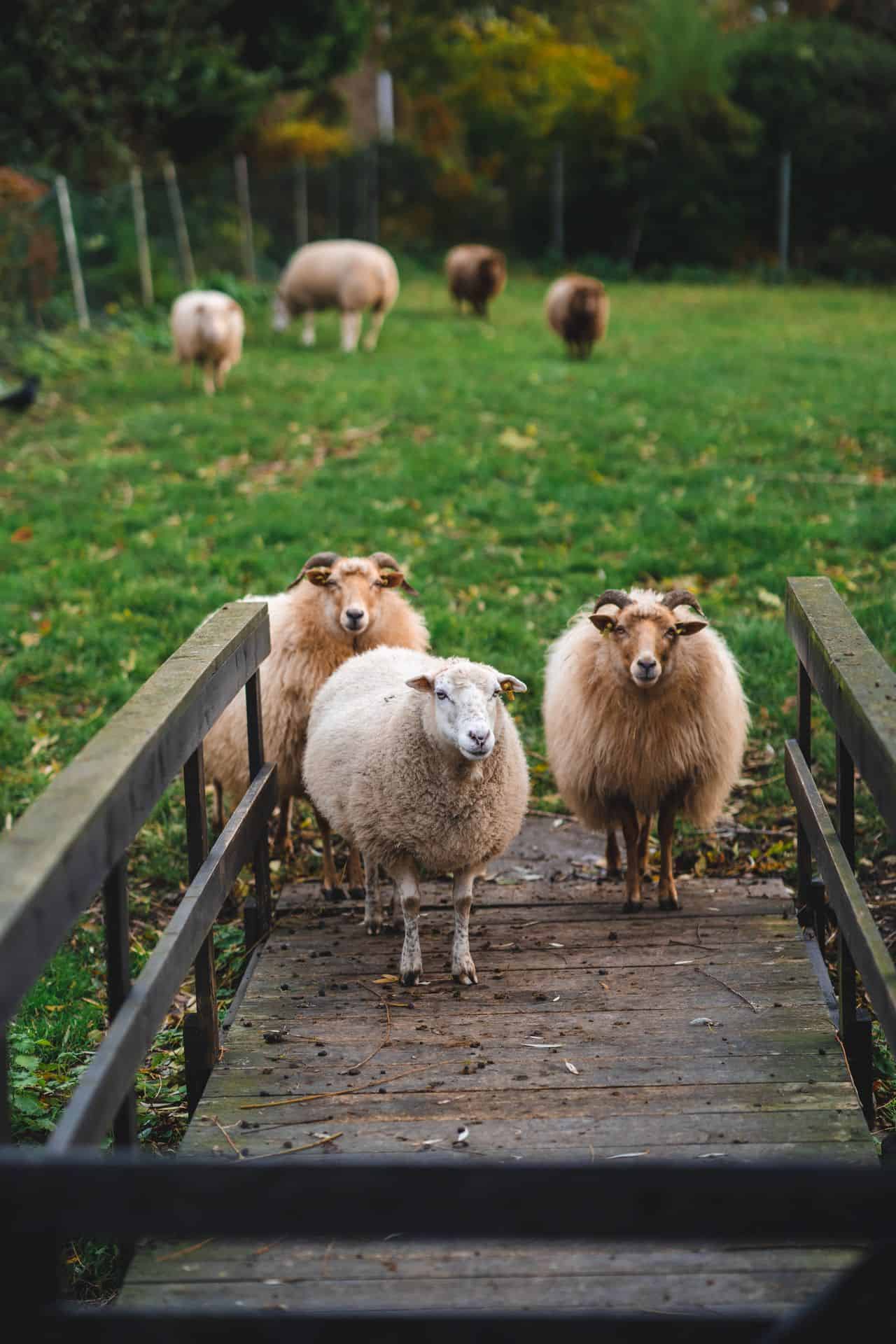 buitenlocatie natuurgebied omgeving schapen
