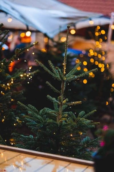 Kerstbomen in Winter Wonderland Buitenplaats Vlaardingen